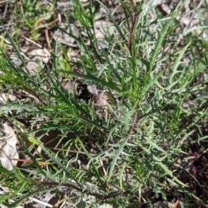 Isotoma axillaris at Table Top, NSW - 22 Aug 2021