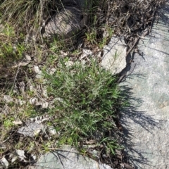 Isotoma axillaris at Table Top, NSW - 22 Aug 2021 10:37 AM