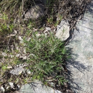 Isotoma axillaris at Table Top, NSW - 22 Aug 2021