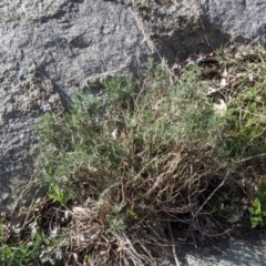 Isotoma axillaris at Table Top, NSW - 22 Aug 2021