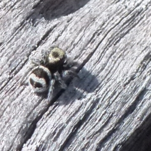 Euophryinae sp.(Striped Capuchin- undescribed) at Boro, NSW - suppressed