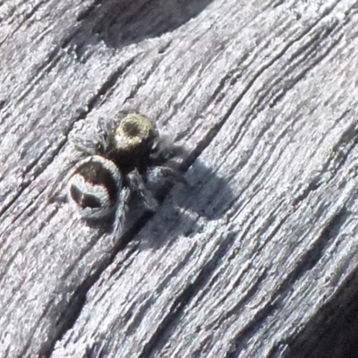 Euophryinae sp.(Striped Capuchin- undescribed) (Striped Capuchin Jumping Spider) at Boro, NSW - 19 Aug 2021 by Paul4K