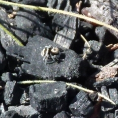 Euophryinae sp.(Striped Capuchin- undescribed) at Boro, NSW - suppressed