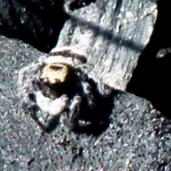 Euophryinae sp.(Striped Capuchin- undescribed) at Boro, NSW - 19 Aug 2021