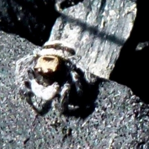 Euophryinae sp.(Striped Capuchin- undescribed) at Boro, NSW - 19 Aug 2021