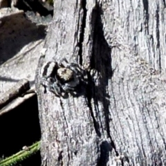 Euophryinae sp.(Striped Capuchin- undescribed) at Boro, NSW - 19 Aug 2021