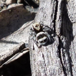 Euophryinae sp.(Striped Capuchin- undescribed) at Boro, NSW - suppressed