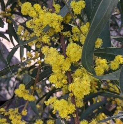 Acacia rubida (Red-stemmed Wattle, Red-leaved Wattle) at Nine Mile Reserve - 22 Aug 2021 by Darcy