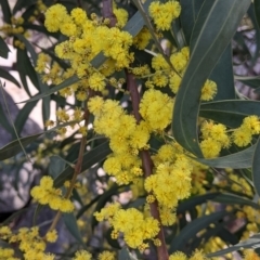 Acacia rubida (Red-stemmed Wattle, Red-leaved Wattle) at Nine Mile Reserve - 22 Aug 2021 by Darcy