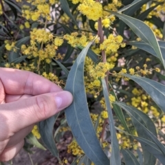 Acacia rubida at Table Top, NSW - 22 Aug 2021 10:39 AM