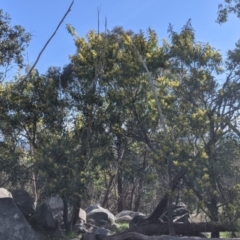 Acacia rubida at Table Top, NSW - 22 Aug 2021 10:39 AM