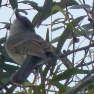 Pachycephala pectoralis at Boro, NSW - 19 Aug 2021