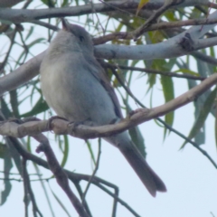 Pachycephala pectoralis at Boro, NSW - suppressed