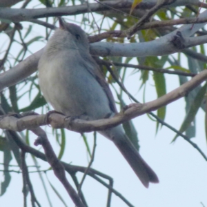 Pachycephala pectoralis at Boro, NSW - suppressed