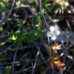 Leucopogon virgatus (Common Beard-heath) at Boro, NSW - 19 Aug 2021 by Paul4K