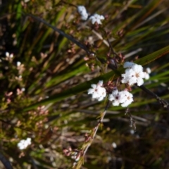Leucopogon virgatus at Boro, NSW - 20 Aug 2021