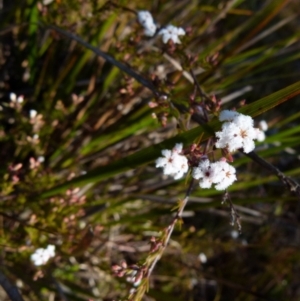 Leucopogon virgatus at Boro, NSW - suppressed