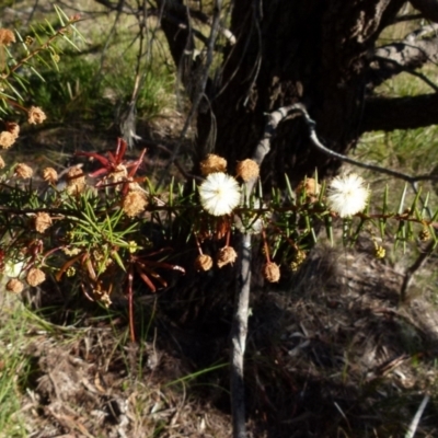 Acacia ulicifolia (Prickly Moses) at Boro, NSW - 19 Aug 2021 by Paul4K