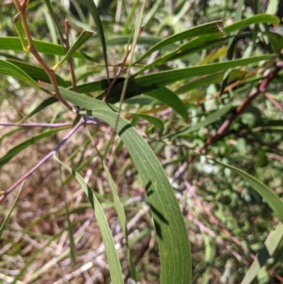 Acacia implexa (Hickory Wattle, Lightwood) at Albury - 22 Aug 2021 by Darcy