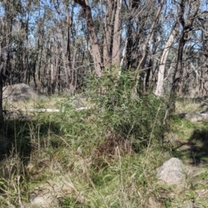 Acacia implexa at Table Top, NSW - 22 Aug 2021