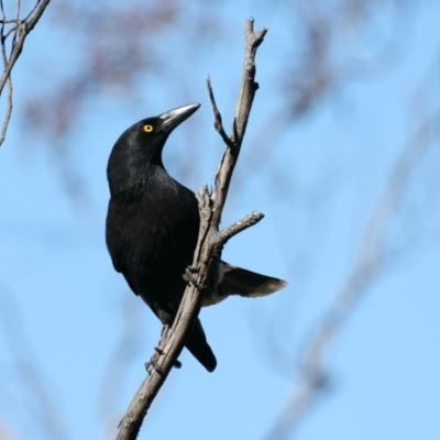 Strepera graculina (Pied Currawong) at Majura, ACT - 10 Aug 2021 by jb2602