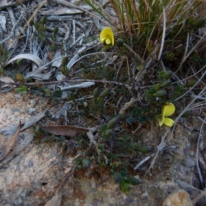 Gompholobium inconspicuum at Boro, NSW - 20 Aug 2021