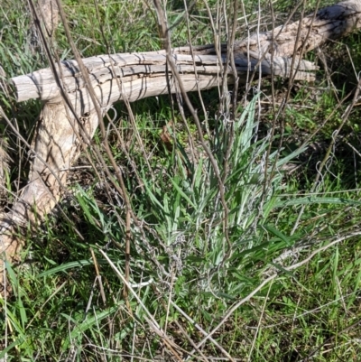 Senecio quadridentatus (Cotton Fireweed) at Albury - 22 Aug 2021 by Darcy