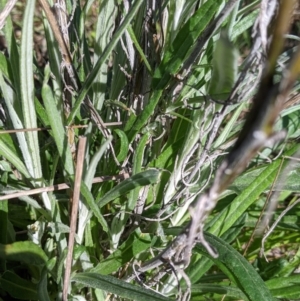 Senecio quadridentatus at Table Top, NSW - 22 Aug 2021