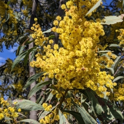 Acacia rubida (Red-stemmed Wattle, Red-leaved Wattle) at Albury - 22 Aug 2021 by Darcy