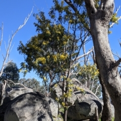 Acacia rubida at Table Top, NSW - 22 Aug 2021 10:47 AM