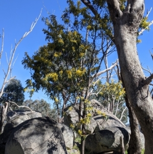 Acacia rubida at Table Top, NSW - 22 Aug 2021