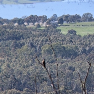 Falco berigora at Table Top, NSW - 22 Aug 2021