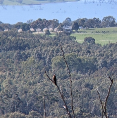 Falco berigora (Brown Falcon) at Table Top, NSW - 22 Aug 2021 by Darcy