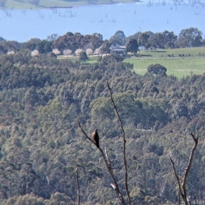 Falco berigora (Brown Falcon) at Albury - 22 Aug 2021 by Darcy