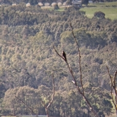 Falco berigora at Table Top, NSW - 22 Aug 2021