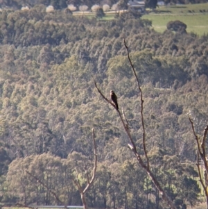 Falco berigora at Table Top, NSW - 22 Aug 2021