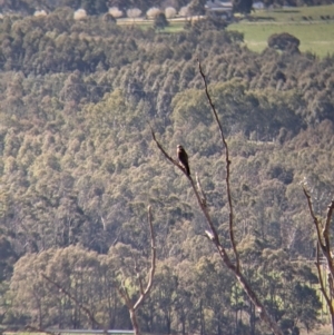 Falco berigora at Table Top, NSW - 22 Aug 2021 10:52 AM