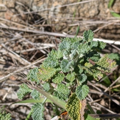 Marrubium vulgare (Horehound) at Albury - 22 Aug 2021 by Darcy