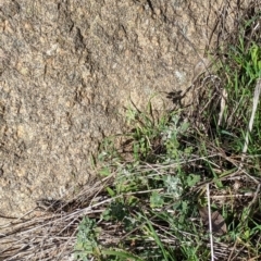 Marrubium vulgare at Table Top, NSW - 22 Aug 2021