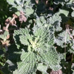 Marrubium vulgare (Horehound) at Nine Mile Reserve - 22 Aug 2021 by Darcy