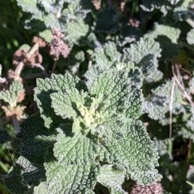 Marrubium vulgare (Horehound) at Table Top, NSW - 22 Aug 2021 by Darcy