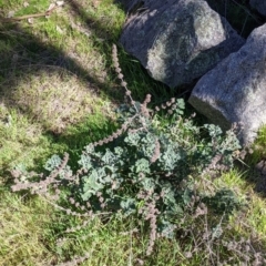 Marrubium vulgare at Table Top, NSW - 22 Aug 2021