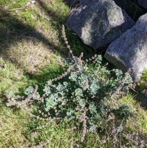 Marrubium vulgare at Table Top, NSW - 22 Aug 2021 10:57 AM