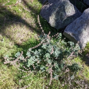 Marrubium vulgare at Table Top, NSW - 22 Aug 2021