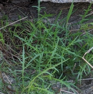 Isotoma axillaris at Table Top, NSW - 22 Aug 2021