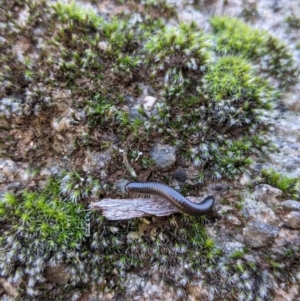 Ommatoiulus moreleti at Table Top, NSW - 22 Aug 2021