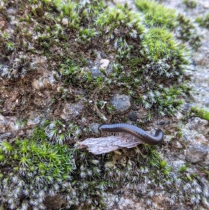 Ommatoiulus moreleti at Table Top, NSW - 22 Aug 2021 11:00 AM