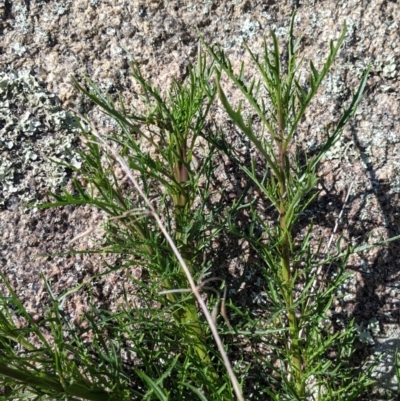 Isotoma axillaris (Australian Harebell, Showy Isotome) at Table Top, NSW - 22 Aug 2021 by Darcy