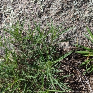 Isotoma axillaris at Table Top, NSW - 22 Aug 2021 11:01 AM