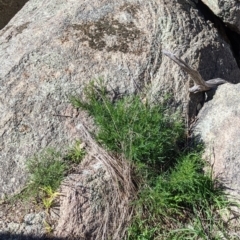 Isotoma axillaris at Table Top, NSW - 22 Aug 2021 11:01 AM